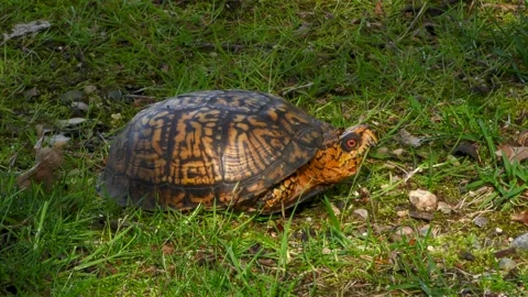 Eastern Box Turtle, E North America Stock Footage 130755545