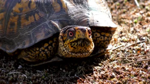 Eastern Box Turtle, E North America Stock Footage 131682997