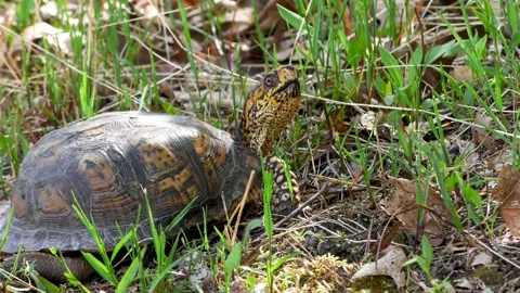 Eastern Box Turtle, E North America Stock Footage 131683136