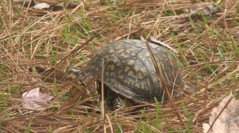 Eastern Box Turtle Stock Footage 562721