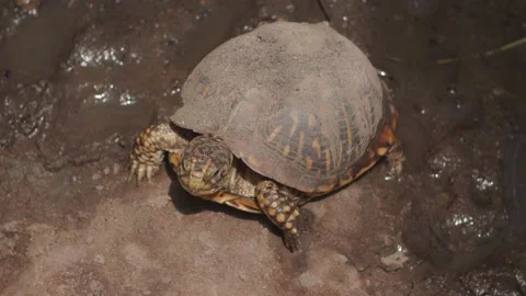 Eastern Box Turtle Stock Footage 137003045