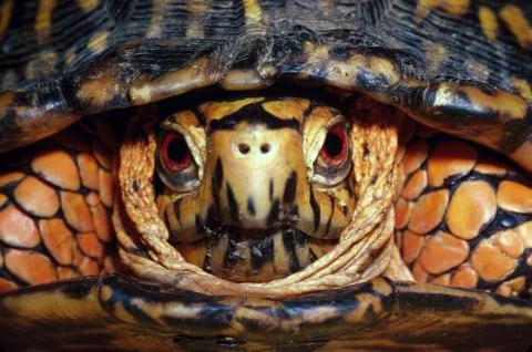 Eastern box turtle head-on Stock Photos