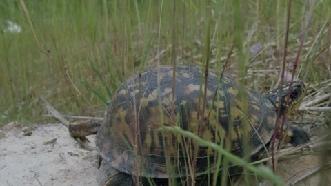 Eastern box turtle leaving rock slowly crawl into fresh green grass blades Stock Footage 205986837