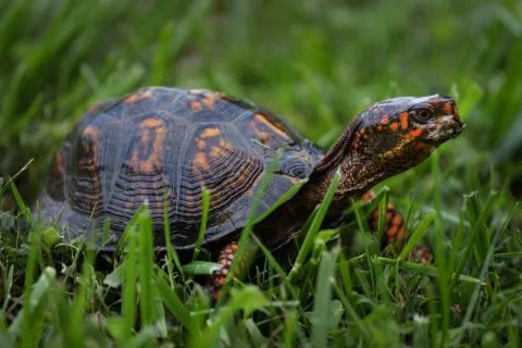 Eastern Box Turtle Meandering through the Grass, Profile View Stock Photos