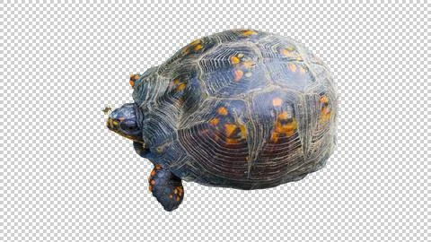 Eastern box turtle with mosquito on head isolated on transparent background Stock Photos