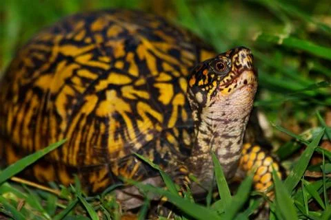 Eastern Box Turtle Stock Photos