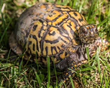 Eastern Box Turtle Stock Photos