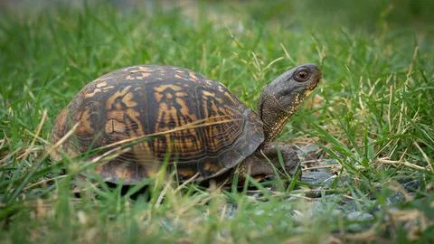 Eastern Box Turtle Stock Photos