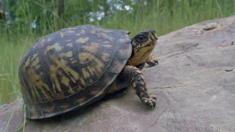 Eastern box turtle resting on rock in meadow breath slowly and look at Stock Footage 205990258
