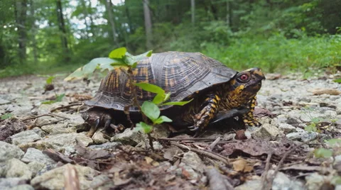 Eastern Box Turtle Side View Stock-Footage 64965369