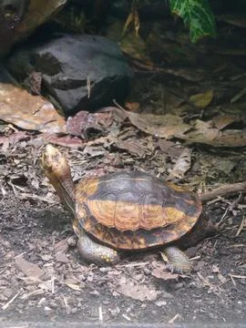 Eastern box turtle slowly traversing leaf strewn woodland floor, shell camo.. Stock Photos
