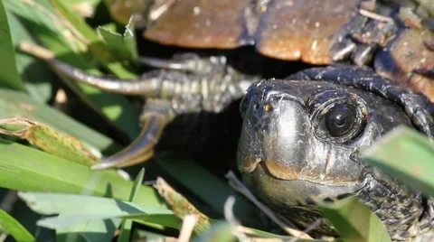 Eastern Box Turtle (Terrapene Carolina) in Grass Stock Footage 60032432