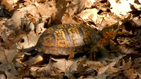 Eastern Box Turtle, walking across forest floor, E North America Stock Footage 130825776