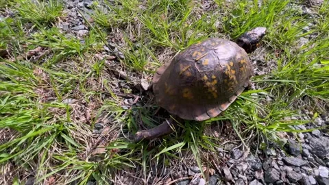 Eastern Box Turtle walks Stock Footage 308435820
