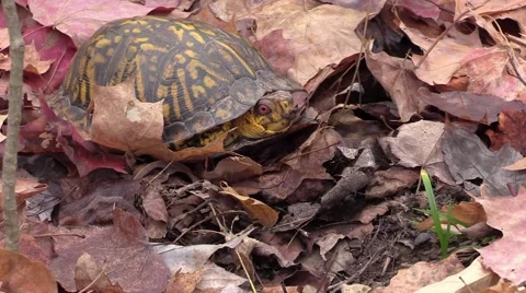 Eastern box turtle zoom in fall autumn forest animal Stock Footage 56783924