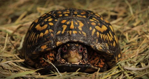 Eastern Box Turtle zoom in Stock Footage 199483401