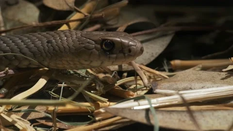Eastern brown snake close up Vidéo 134217770
