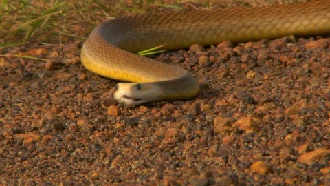 Eastern Brown Snake Moving On Gravel Towards Camera Stock Footage
