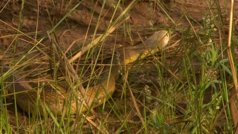 Eastern Brown Snake Moving Through Grass And Dirt 스톡 동영상 112333446