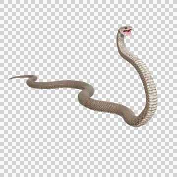 Eastern Brown Snake Pose Stock Illustration