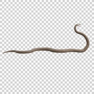 Eastern Brown Snake Pose Stock Illustration