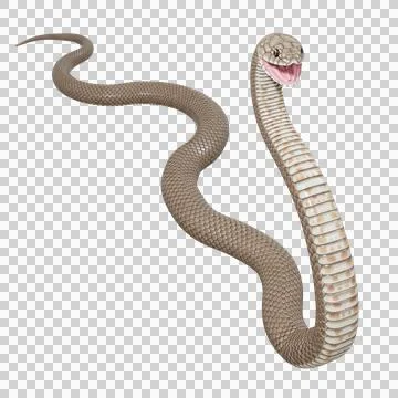 Eastern Brown Snake Pose Illustrazione stock