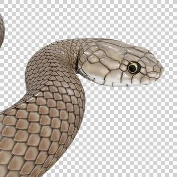 Eastern Brown Snake Pose Illustrazione stock