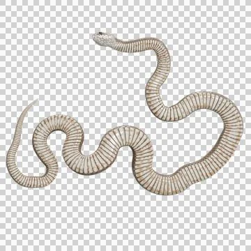 Eastern Brown Snake Pose Stock Illustration