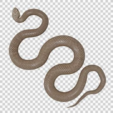 Eastern Brown Snake Pose Stock Illustration