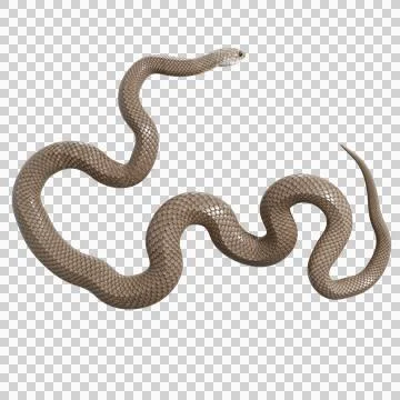 Eastern Brown Snake Pose Stock Illustration