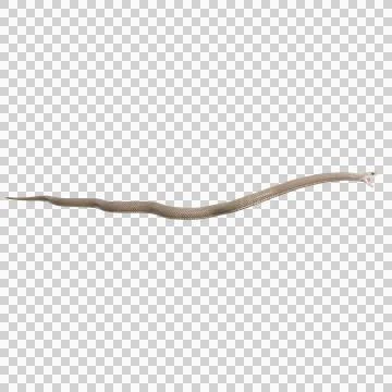 Eastern Brown Snake Pose Stock Illustration