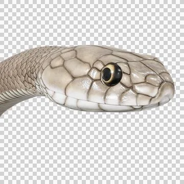 Eastern Brown Snake Pose Stock Illustration