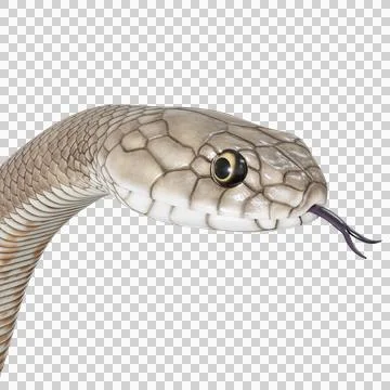 Eastern Brown Snake Pose Stock Illustration