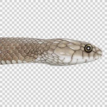 Eastern Brown Snake Pose Stock Illustration
