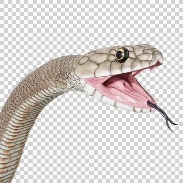 Eastern Brown Snake Pose Stock-Illustration