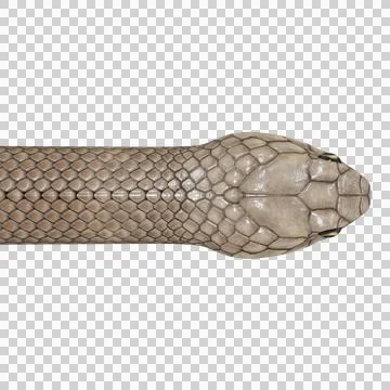 Eastern Brown Snake Pose Illustrazione stock