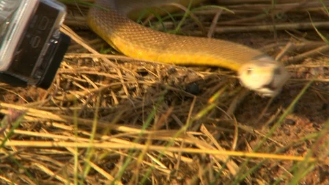 Eastern Brown Snake Slithering Away From Person Stock Footage 112331730