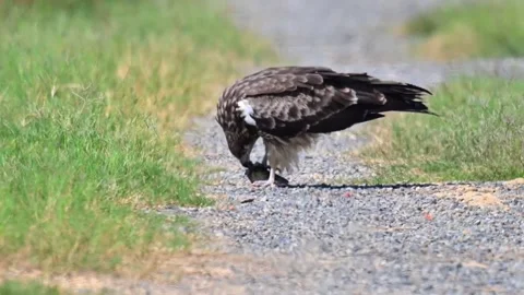 Eastern Buzzard Eating Prey on the Ground Stock Footage 330761822