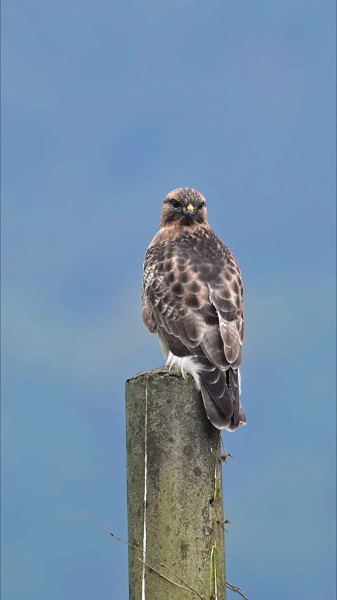 Eastern Buzzard Perching on Concrete Pole Against Blue Sky Stock Footage 330738092