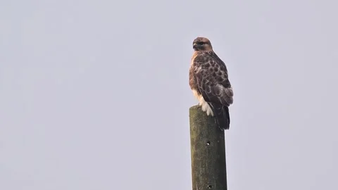 Eastern Buzzard Perching on Concrete Pole with Clean Sky Background Video stock 330761735