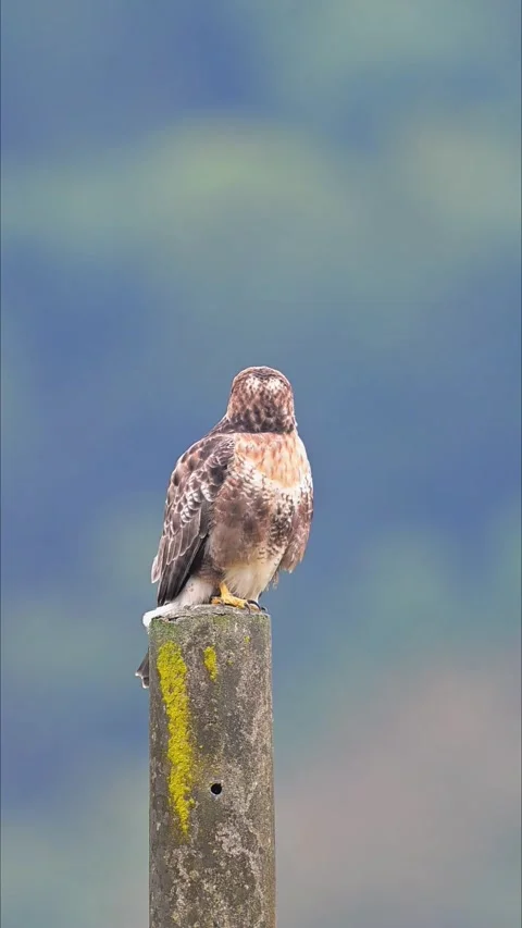 Eastern Buzzard Raptor Perched on Concrete Post Video stock 330716551