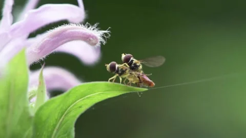 Eastern Calligrapher flower flies mating while hanging on to a wild Bergamo.. Video stock 241532372