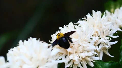 Eastern carpenter Bee fliing to seeking nectar in Robusta coffee blossom Stock Footage 169794192