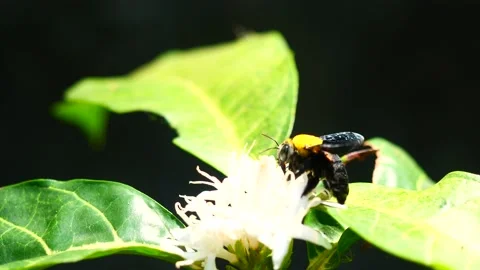 Eastern carpenter Bee fliing to seeking nectar in Robusta coffee blossom Stock Footage 170037293