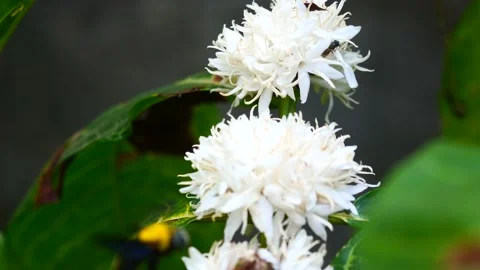 Eastern carpenter Bee fliing to seeking nectar in Robusta coffee blossom Stock Footage 170037308