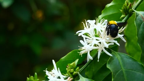 Eastern carpenter Bee fliing to seeking nectar in Robusta coffee blossom Stock Footage 302138201