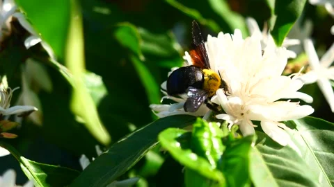 Eastern carpenter Bee fliing to seeking nectar in Robusta coffee blossom Stock Footage 328629467