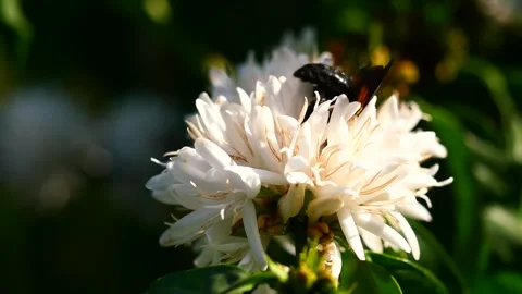 Eastern carpenter Bee fliing to seeking nectar in Robusta coffee blossom Stock Footage 328788686