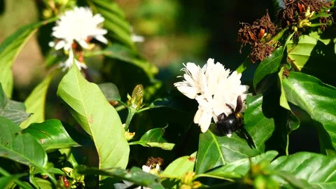Eastern carpenter Bee fliing to seeking nectar in Robusta coffee blossom Stock Footage 329264981