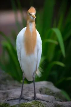 Eastern cattle egret, Bubulcus coromandus, Stock Photos